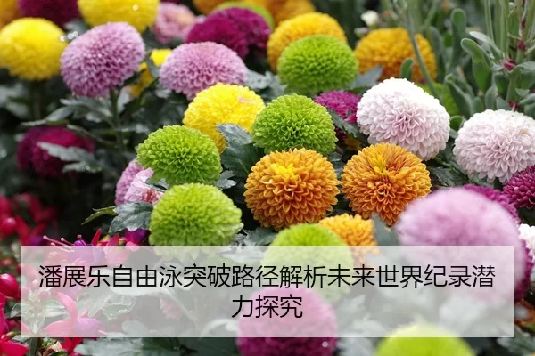 潘展乐自由泳突破路径解析未来世界纪录潜力探究